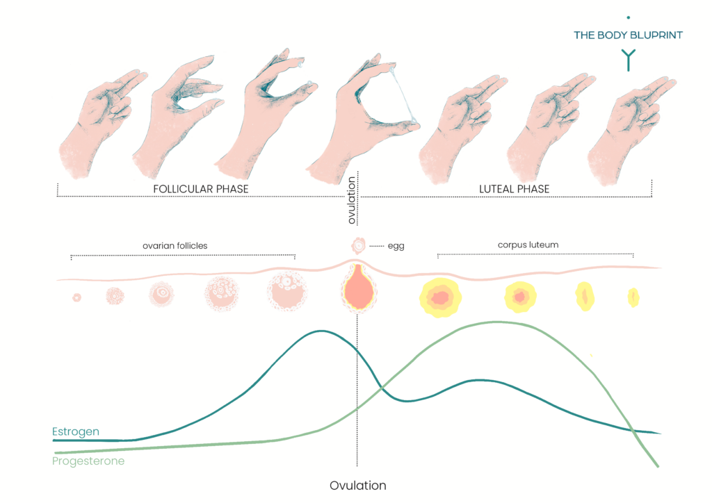 A graph showing the progression of cervical mucus throughout a woman's menstrual cycle as it relates to ovulation.