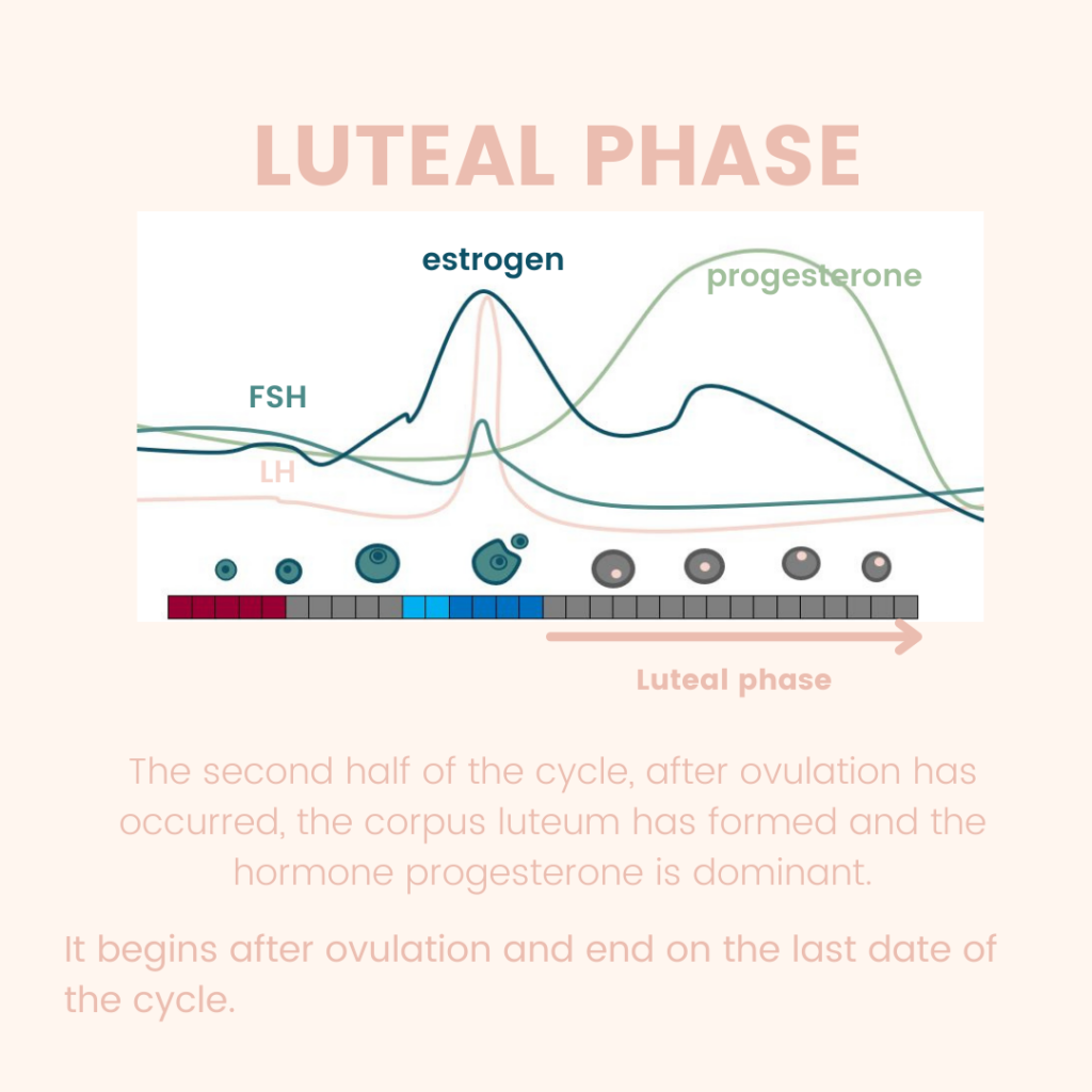 is-a-luteal-phase-defect-stopping-you-from-getting-pregnant-the-body