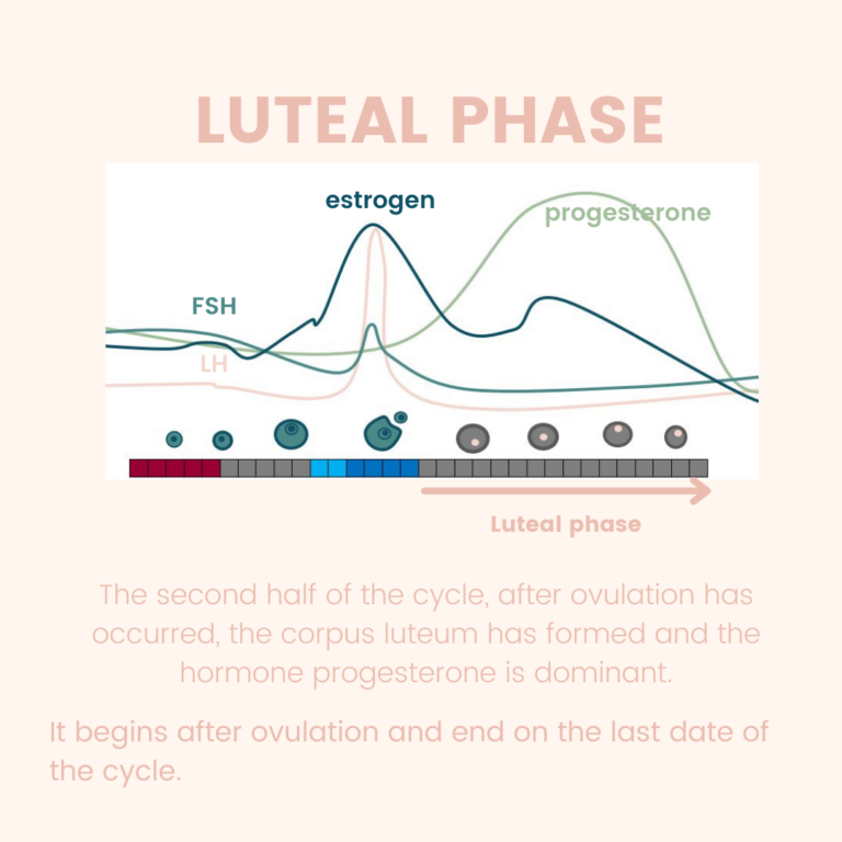 is-a-luteal-phase-defect-stopping-you-from-getting-pregnant-the-body