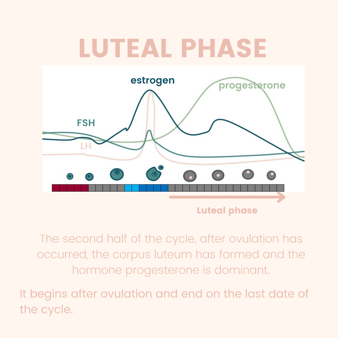 Is a luteal phase defect stopping you from getting pregnant? - The Body ...